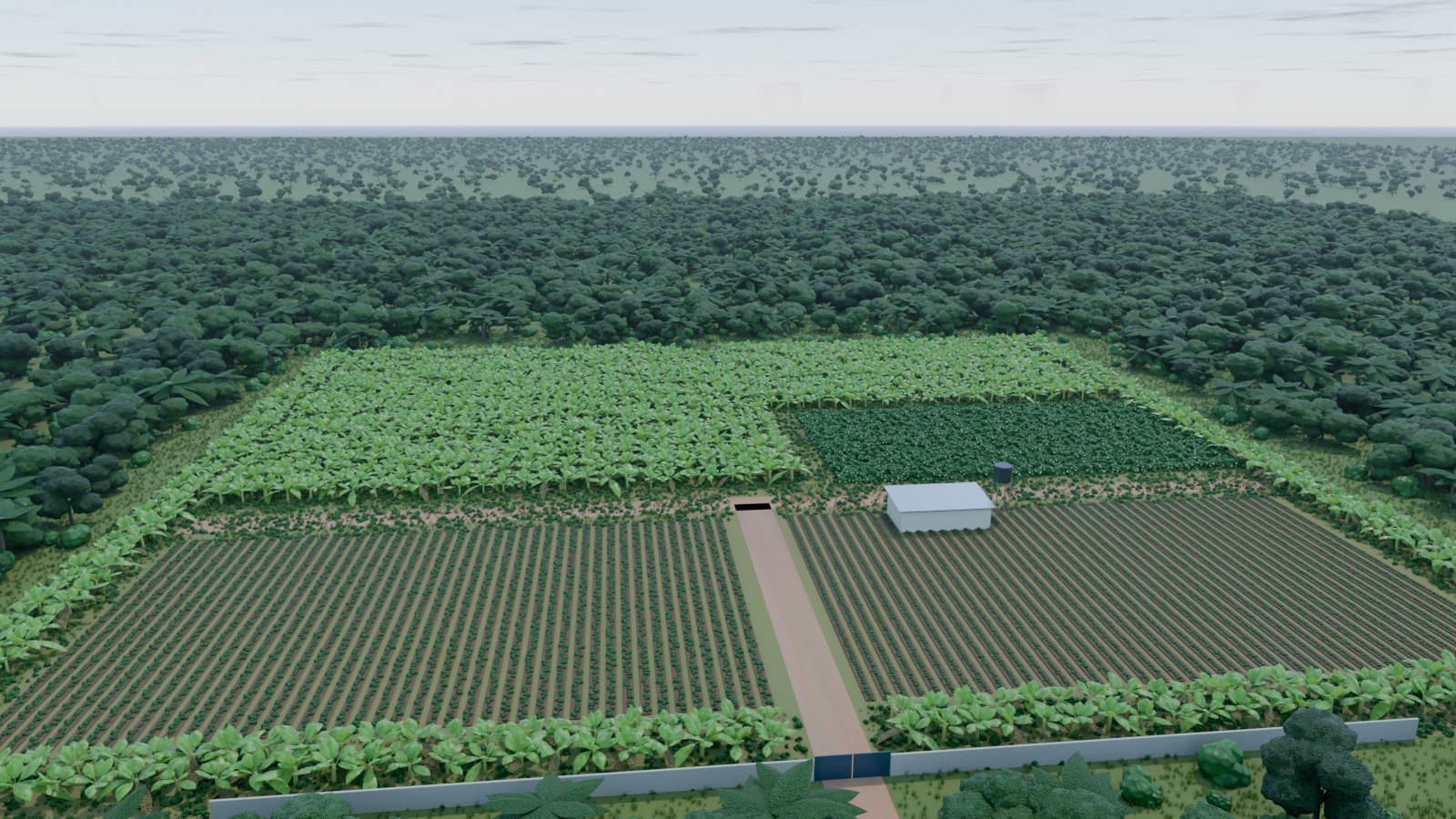Drone view of the Oko farm: plantain, pepper and tomato beds, cucumber trellis, packing shed and gate